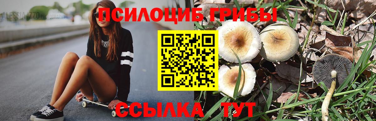Кингисепп  Галлюциногенные грибы прущие грибы  Вход с VPN 